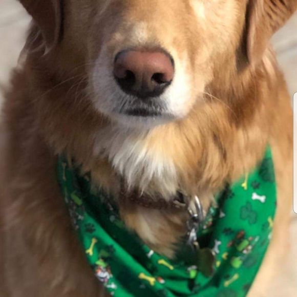 Meet your Posher, Sharon - Picture 1 of 1